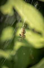 Close up of a spider in a web in a garden