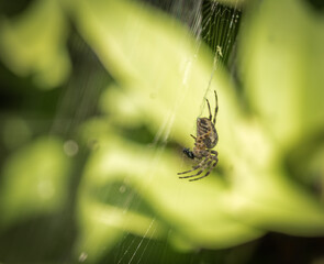 Close up of a spider in a web in a garden