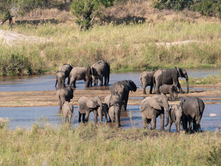 herd of elephants