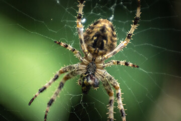 Close up of a spider in a web in a garden