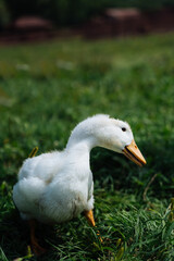 Baby Geese on green grass with shallow depth of field. High quality photo