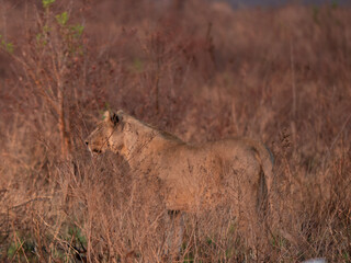 male lion cub