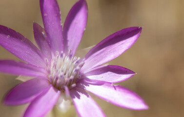 Obraz na płótnie Canvas close up of a purple flower