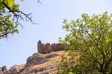 tree in the mountains