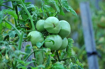 Fototapeta premium tomatoes ripening in an organic vegetable garden