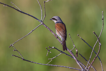 Red-backed Shrike (Lanius collurio) perched on a tree.