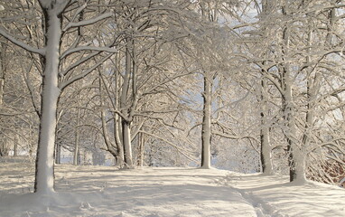 White snow covered trees in sunny winter day.