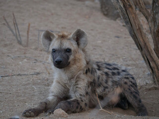hyena in serengeti national park city
