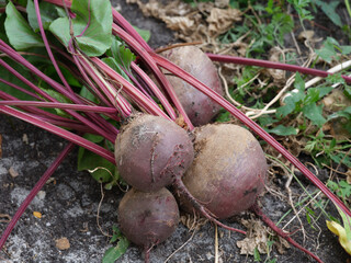 Freshly harvested organic beets lying on the ground