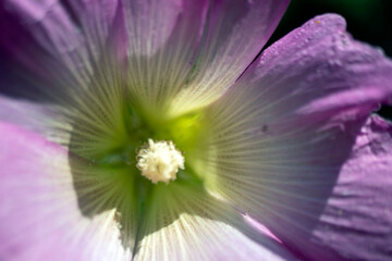 Obraz premium the seeded part of the white marshmallow flower. macro photo., hatmi flower. 