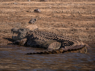 crocodile in the water