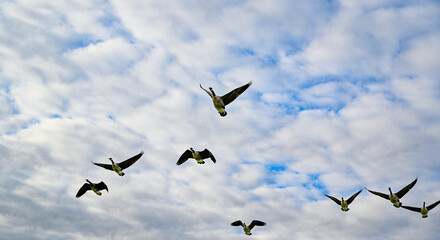 Canada geese fly across the cloudy sky