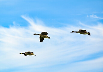 Canada geese fly across the cloudy sky