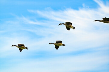 Canada geese fly across the cloudy sky