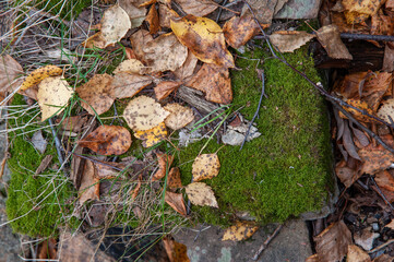 yellow leaves on green moss, autumn wallpaper