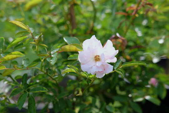 Pink single layer petal rose