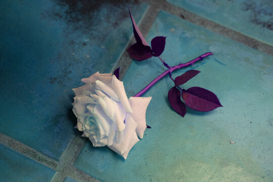 Inverted single white rose cut