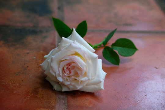 Single old rose on red tile