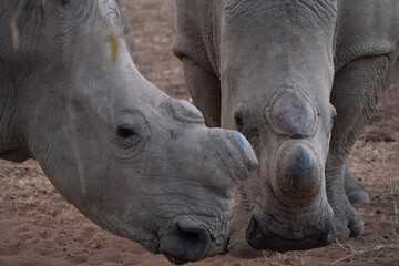 Fototapeta premium rhino in the zoo