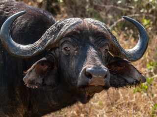 cape buffalo in the wild