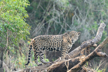 The jaguar (Panthera onca) 