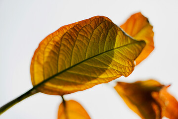 Fall foliage leaves. Autumn concept. Orange color leaves. Scenic view of colorful leaves against white background.