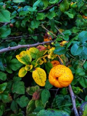 Red dotted yellow quince on the green bush