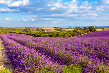 Naklejka na ściany i meble Beautiful blooming purple lavender fields near Valensole in Provence, France. Typical traditonal provencal landscape on sunset with blossoming flowers