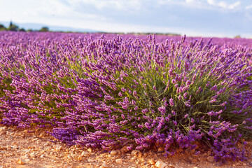 Beautiful blooming purple lavender fields near Valensole in Provence, France. Typical traditonal provencal landscape on sunset with blossoming flowers