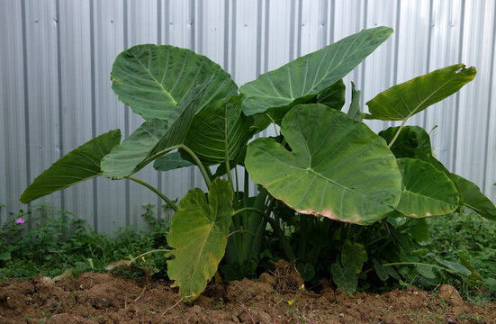 Green Alocasia