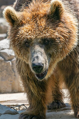 Oso pardo