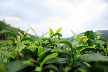 Green tea trees garden in spring