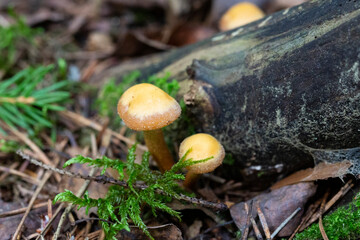 Galerina marginata, known as the Funeral Bell mushroom or deadly Galerina, a deadly poisonous...