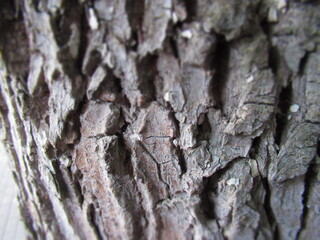 bark of a tree