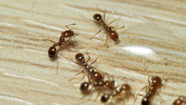 group of ants eating clear water droplets, Macro ant or close up. stock video