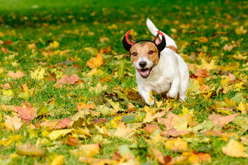 Mischief dog in Halloween costume of devil playing in autumn park on sunny day