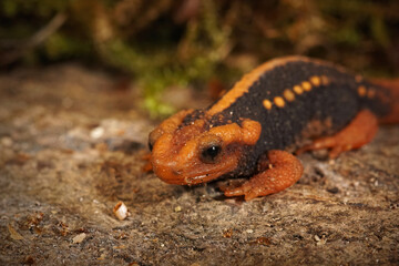 Closeup on a colorful Mandarin salamander, Tylototriton shanjing