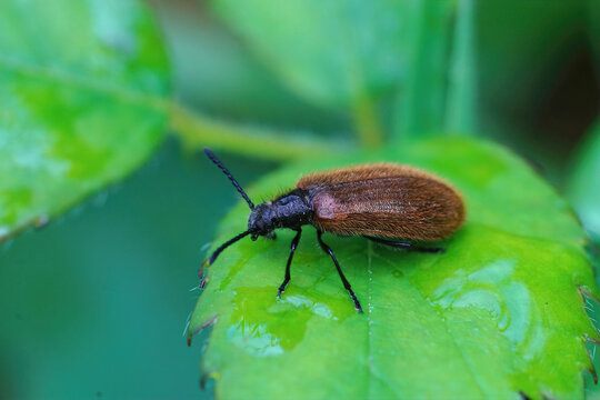 Closeup on the brown and hairy Lagria hirta beetle