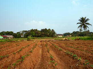 A new sweet potato garden has been planted, the backdrop of the green trees in the afternoon.