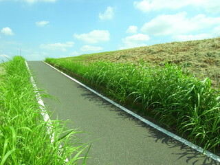 夏の江戸川土手登り坂のサイクリング道路風景