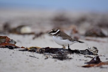 A Little Ringed Plover at the beach between dry seagrasses