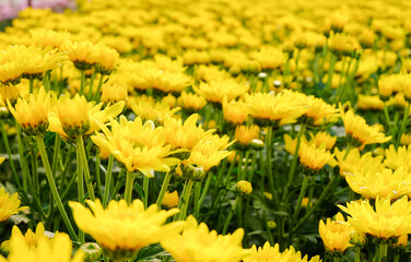 chrysanthemum flower blooming , Select focus