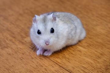 Domestic dzungarian hamster close up