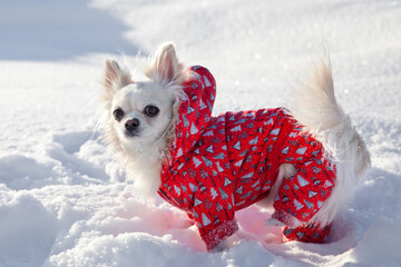 Chihuahua dog walks in winter. Puppy in a jacket in the snow.