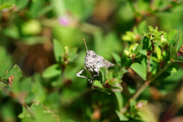 草むらで着かけたイボバッタ　9月