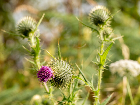 selective focus of a pink milk thistle flower (Silybum marianum) with blurred background