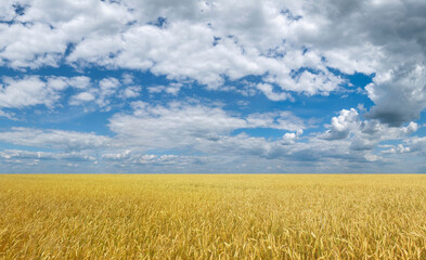 field of wheat on blue sky summer background