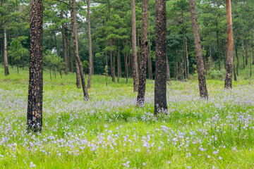 Obraz premium Landscape Murdannia gigantean flowers, violet blooming at the forest in the hill for background, National park, Thailand
