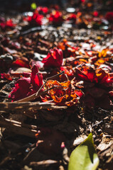 Wilting flowers on the ground