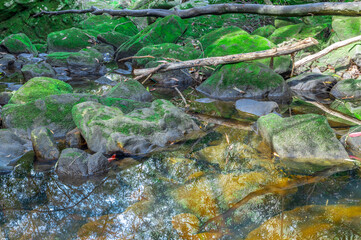 River bed in Sydney National Park with lovely green rocks with moss and tiny plants growing on them NSW Australia